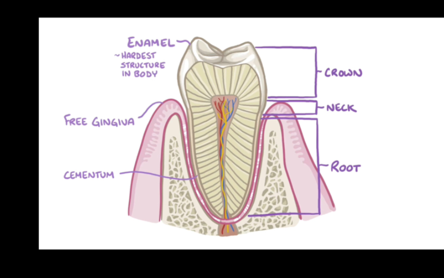 口腔医学英语—gingivitis牙龈病哔哩哔哩bilibili