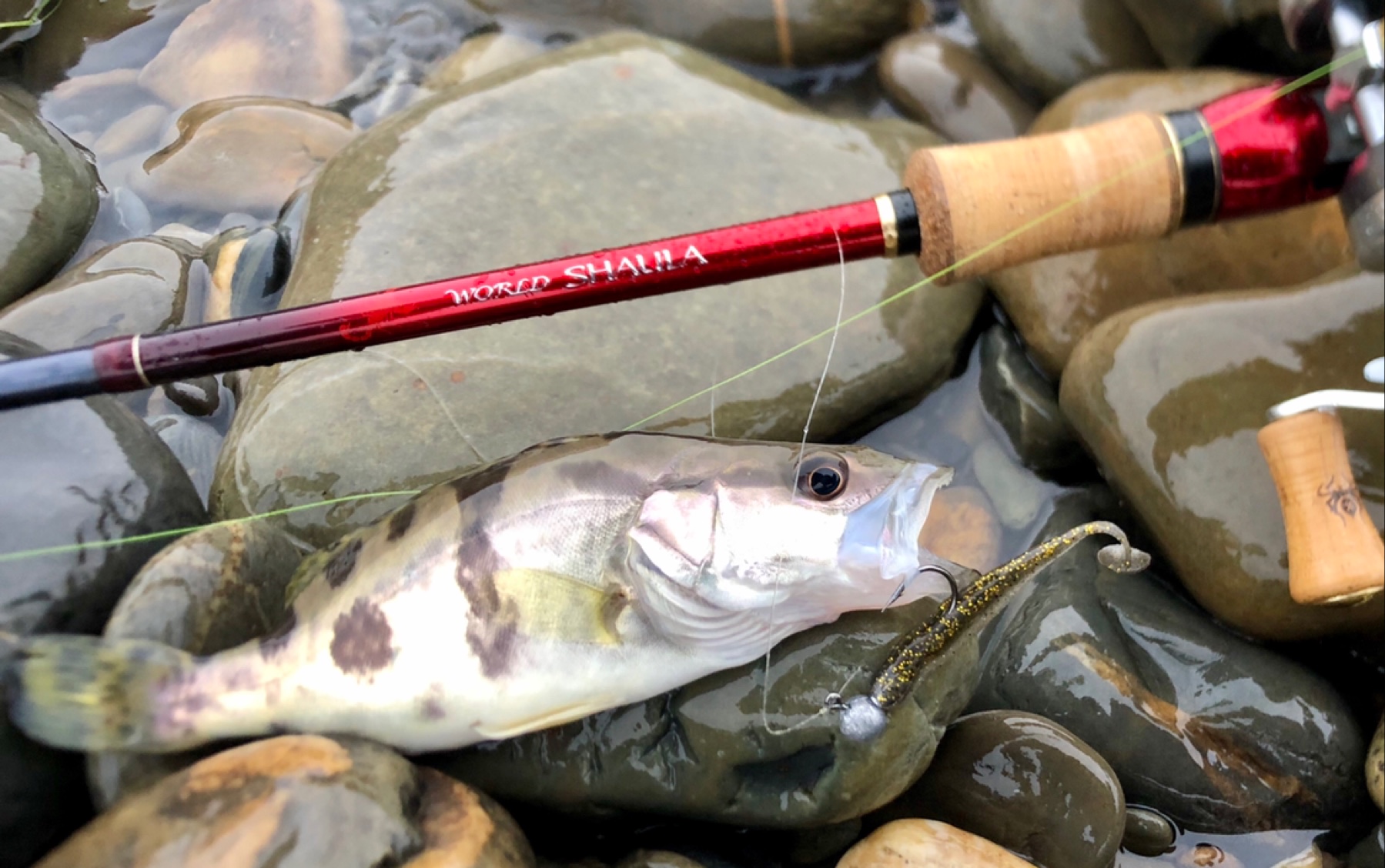 路亚鳜鱼一年不如一年,一上午就唯一一口