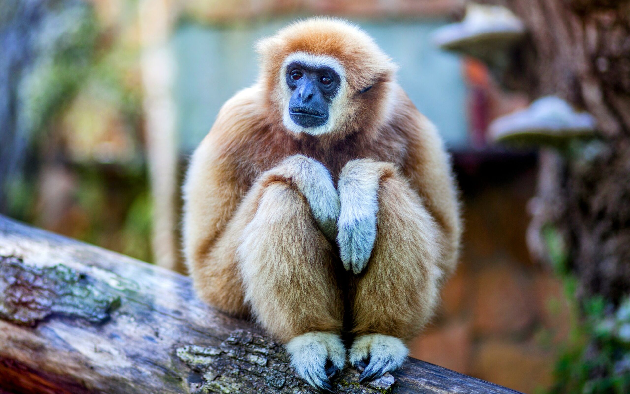 【动物园之星】白掌长臂猿&小爪水獭混养展区