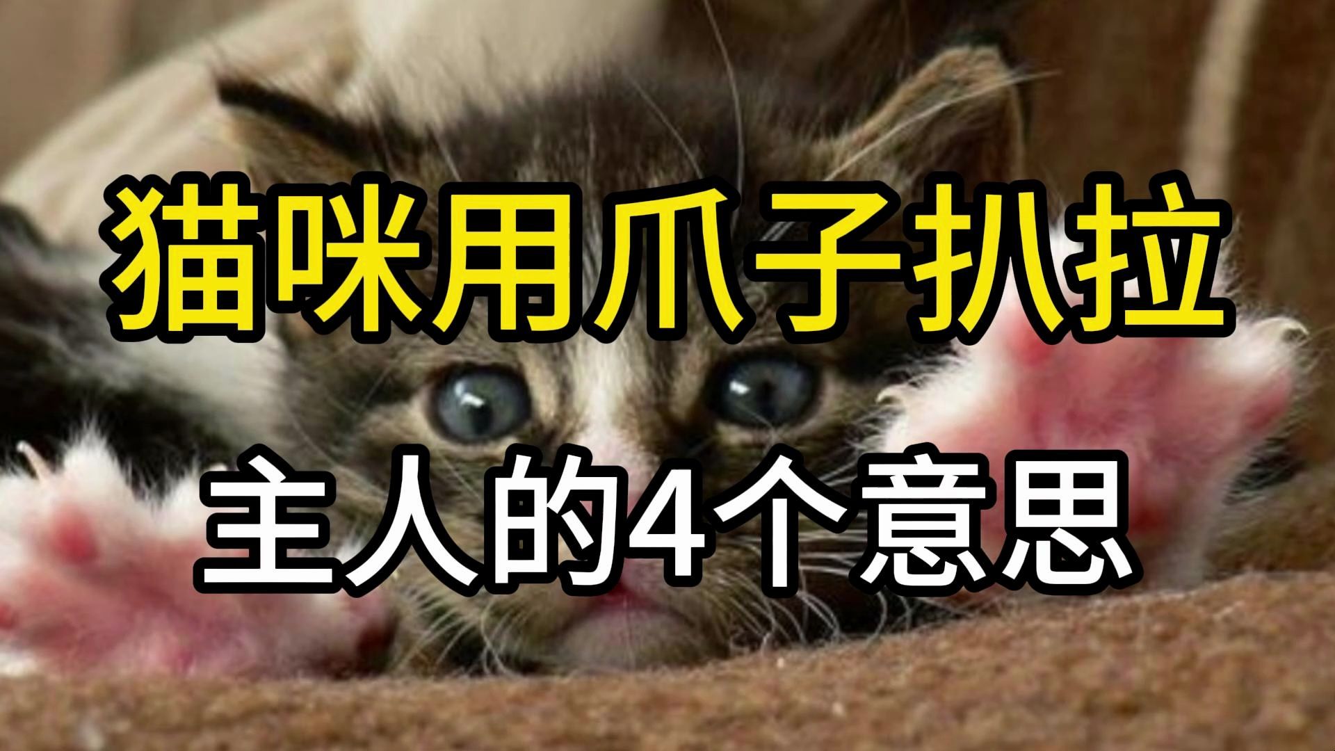 猫咪用爪子扒拉主人的4个意思哔哩哔哩bilibili