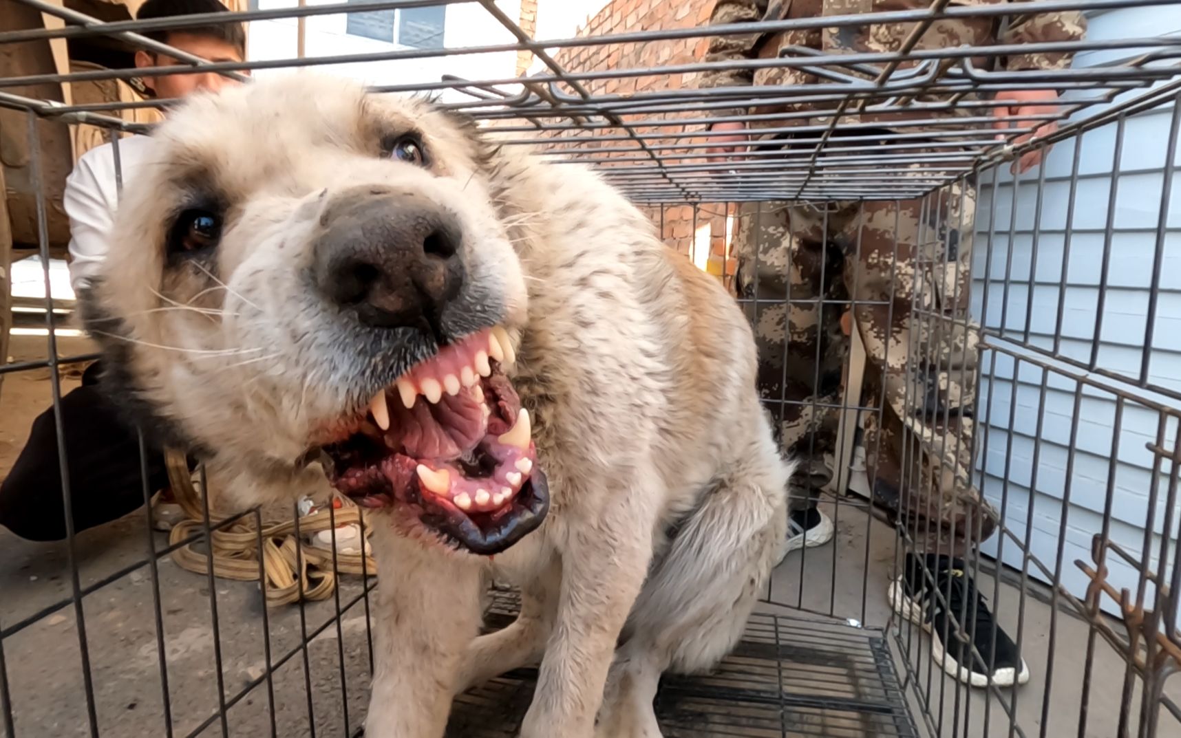 残暴的恶狼犬四天不吃喝,三马喂食竟龇牙咧嘴,见谁咬谁让人害怕
