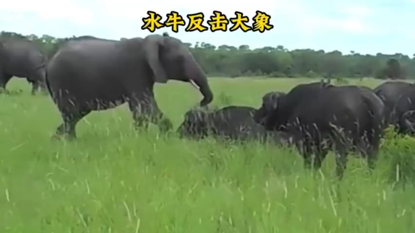 水牛竟敢反击大象!胆子可真不小