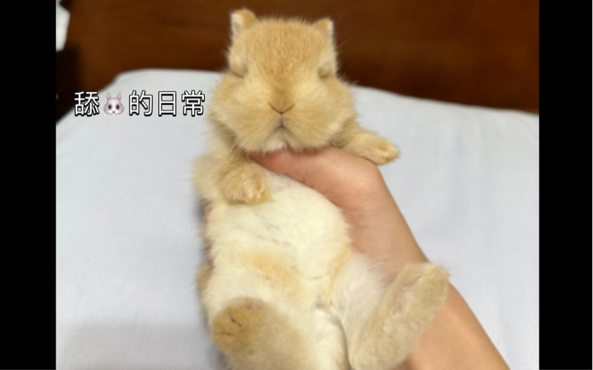 侏儒兔宝宝16天了,就会帮我舔手指真是太可爱了,颜色有点像奶黄包