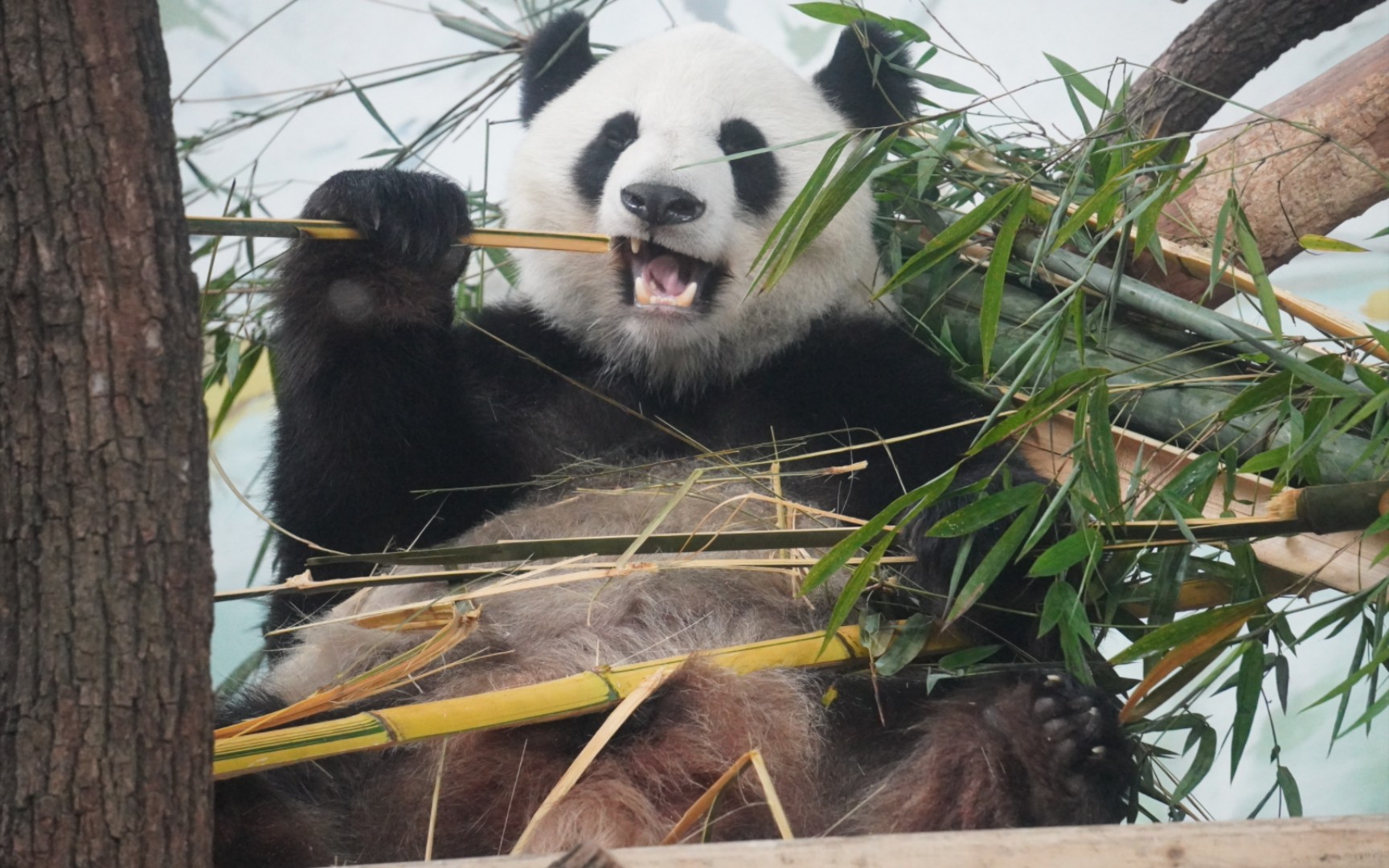 【大熊猫绩美】南宁动物园大熊猫绩美美的帅气吃播