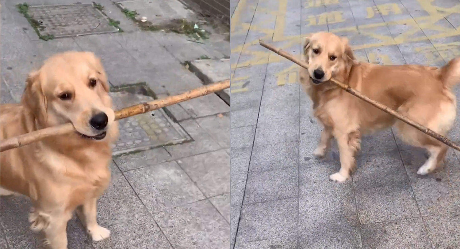 狗子叼起路边棍子追着主人打,态度嚣张逗笑网友:这狗太坏了!