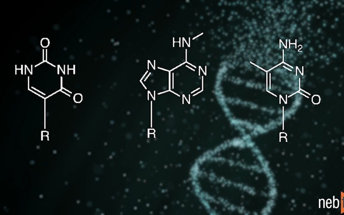 修饰碱基对 RNA 聚合酶和反转录酶保真度的影响哔哩哔哩bilibili