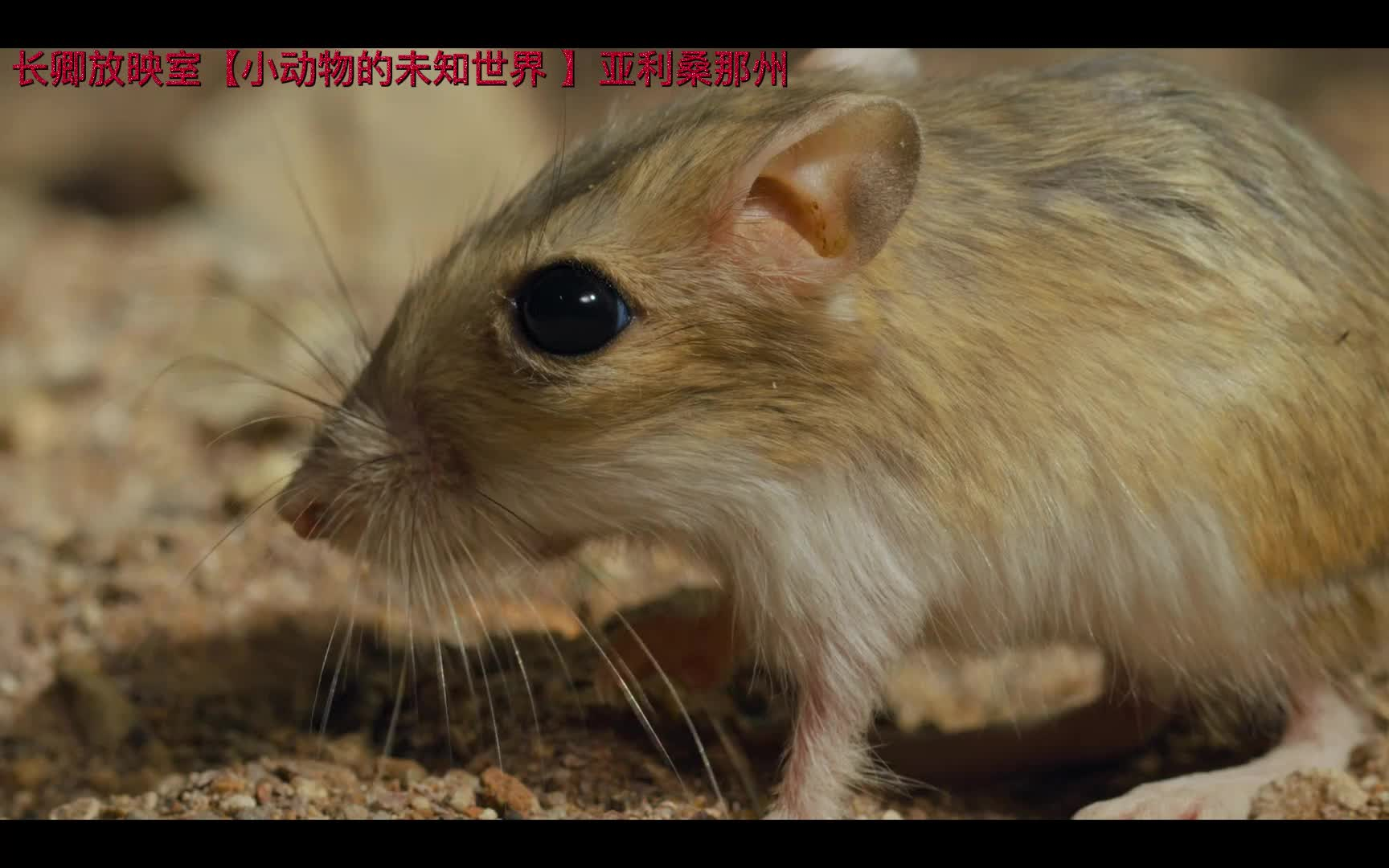 [图]【纪录片】小动物的未知世界 Tiny Creatures (2020)全8集