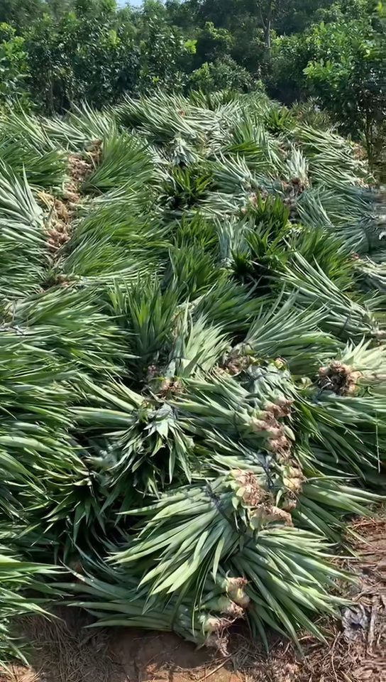 22号凤梨苗#菠萝##凤梨