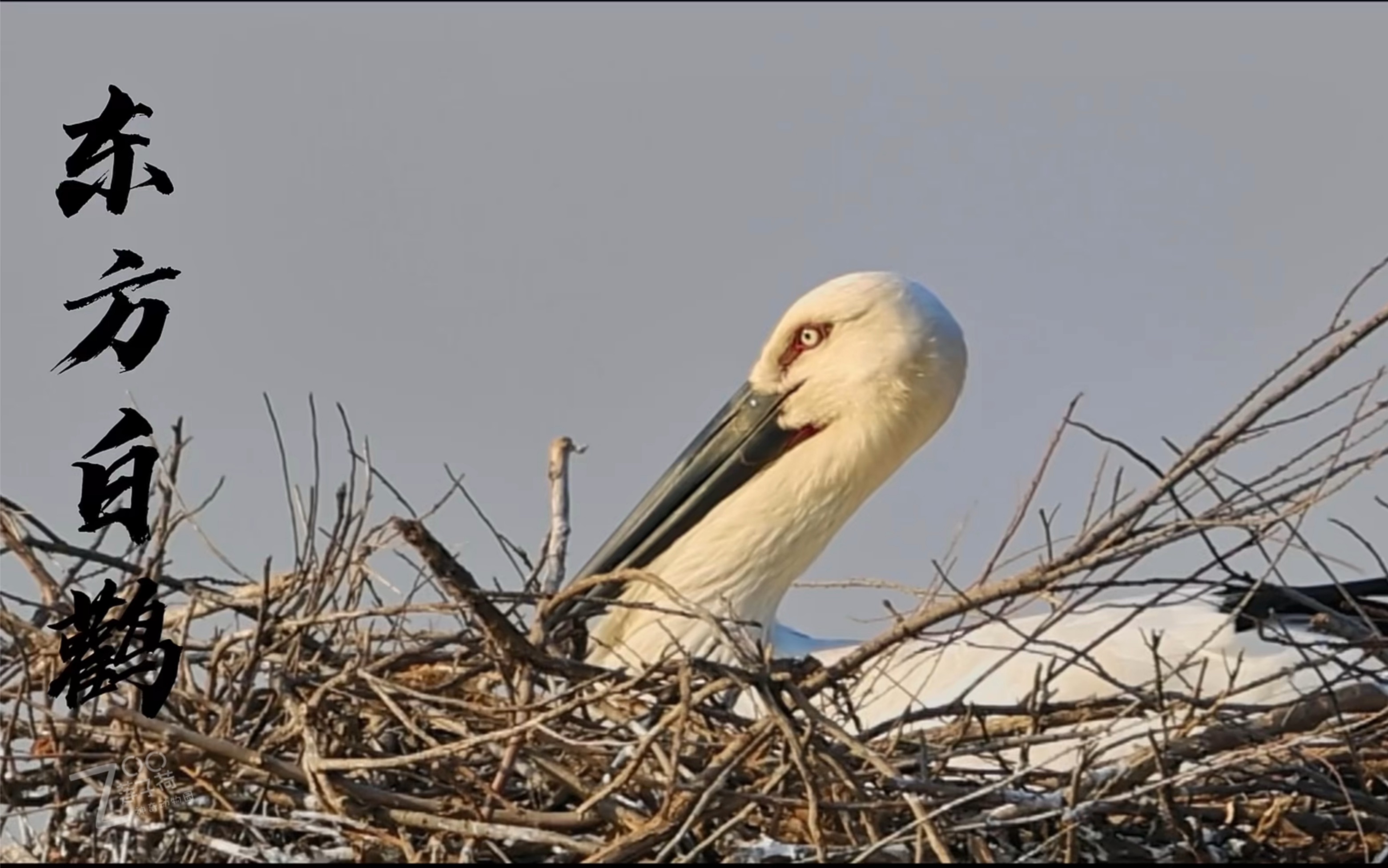 的东营湿地中,有机会近距离的观察,记录国家一级保护动物:东方白鹳
