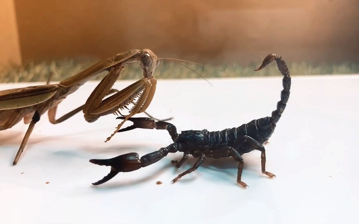 非洲绿巨螳螂vs蝎子图片