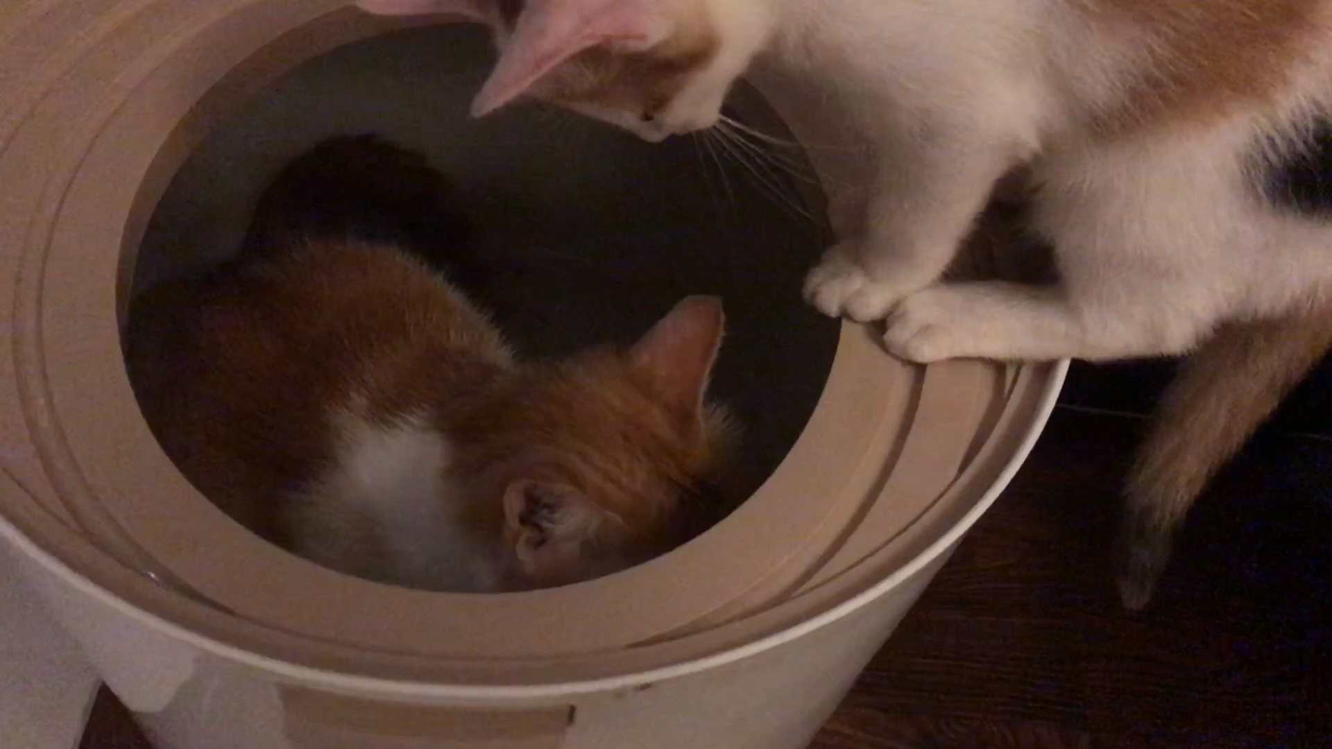 狼灭近距离感受大橘猫嘘嘘的声音有多大