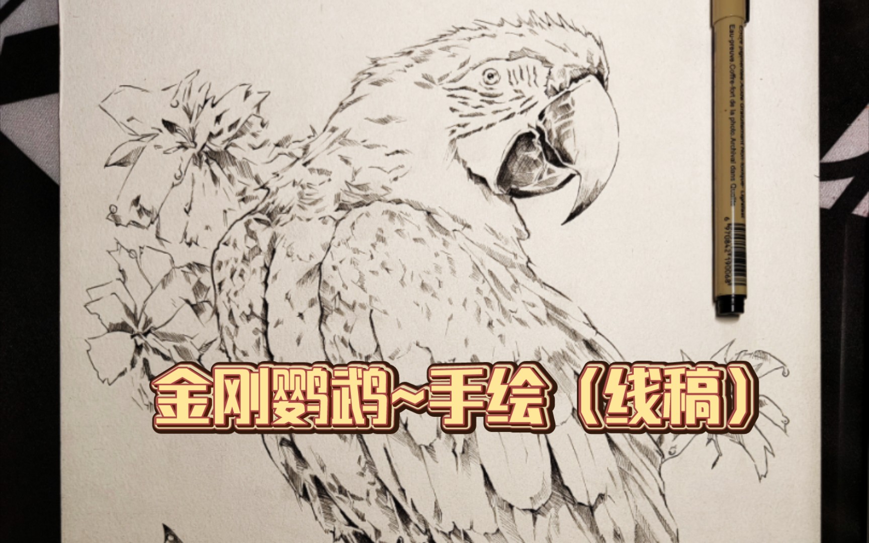 金刚鹦鹉~手绘(线稿)