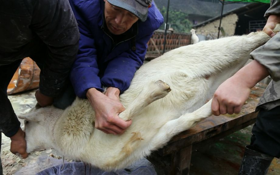 欢子tv第443集实拍湖南农村杀羊现场吃过羊肉的人很多但你见过杀羊吗