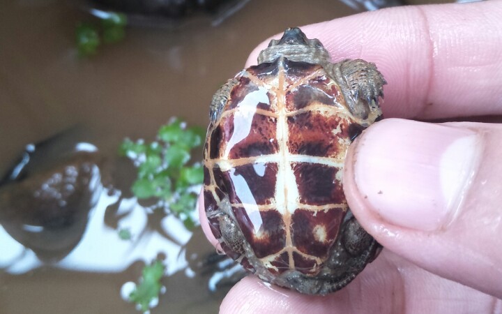 水锈草龟_哔哩哔哩 (゜-゜)つロ 干杯~-bilibili