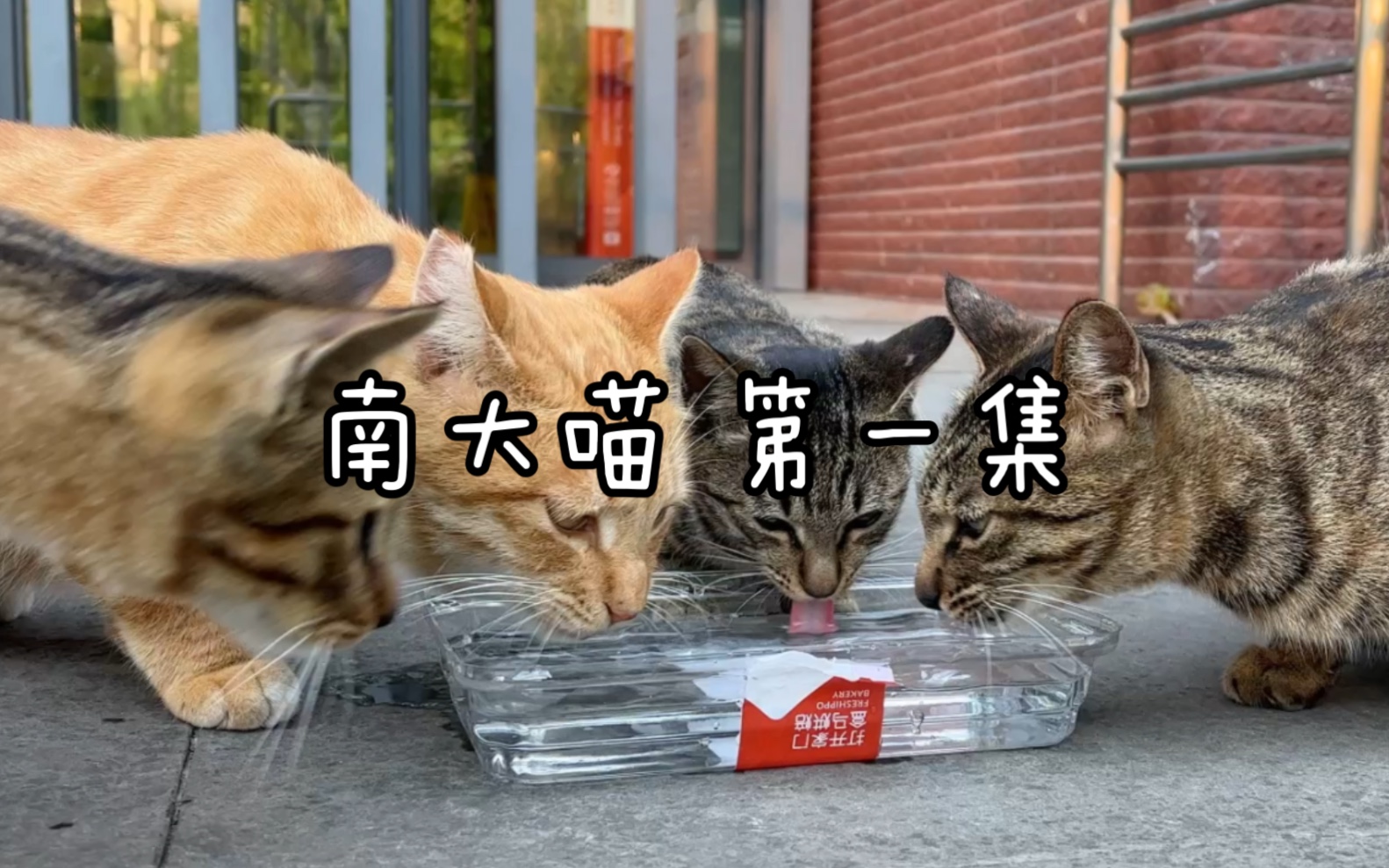 南大逸夫楼猫咪图片