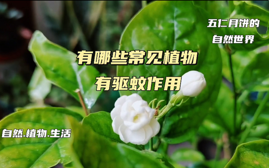 有哪些常见植物有驱蚊效果哔哩哔哩bilibili