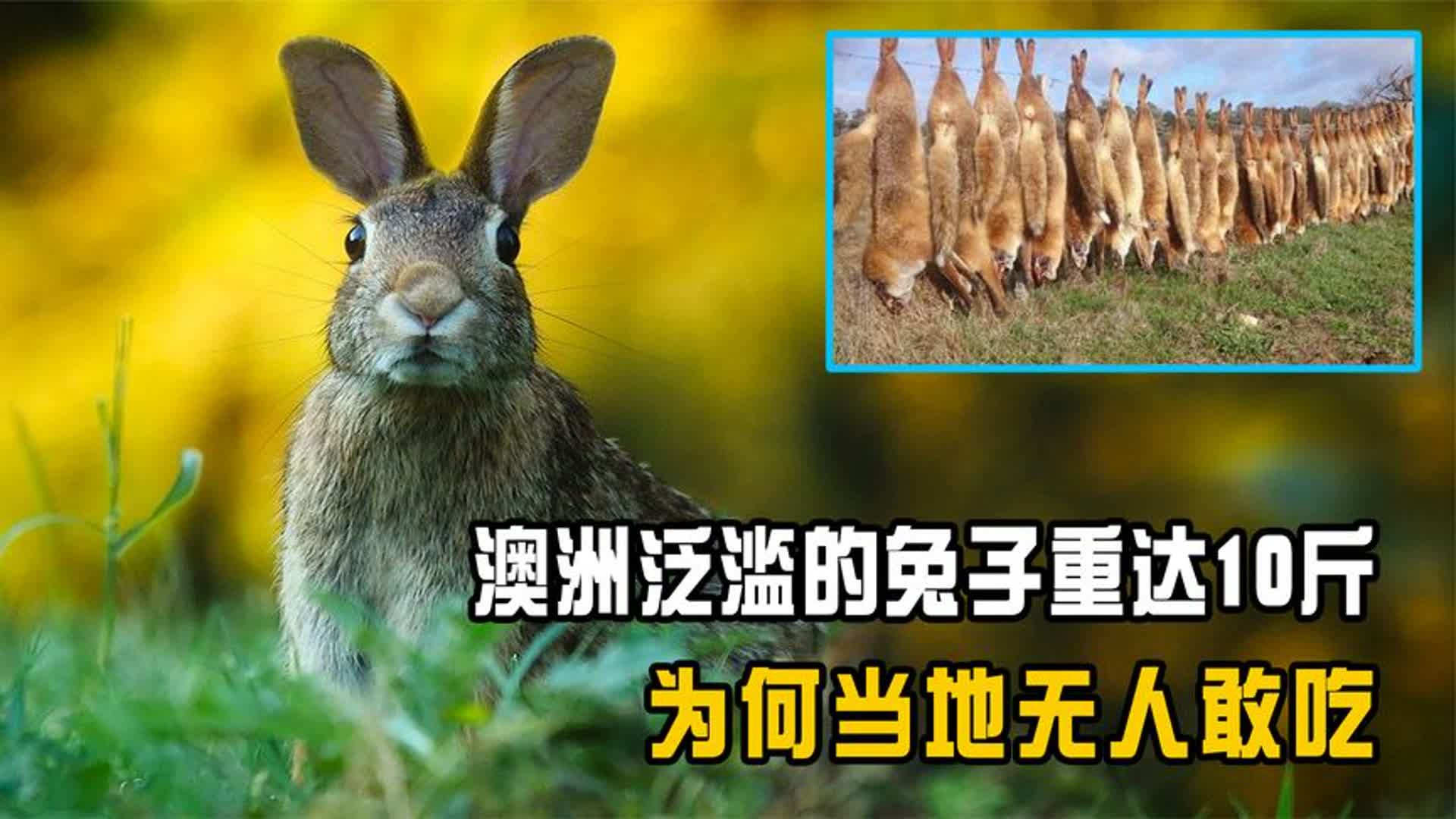 澳大利亚兔子现状2019图片