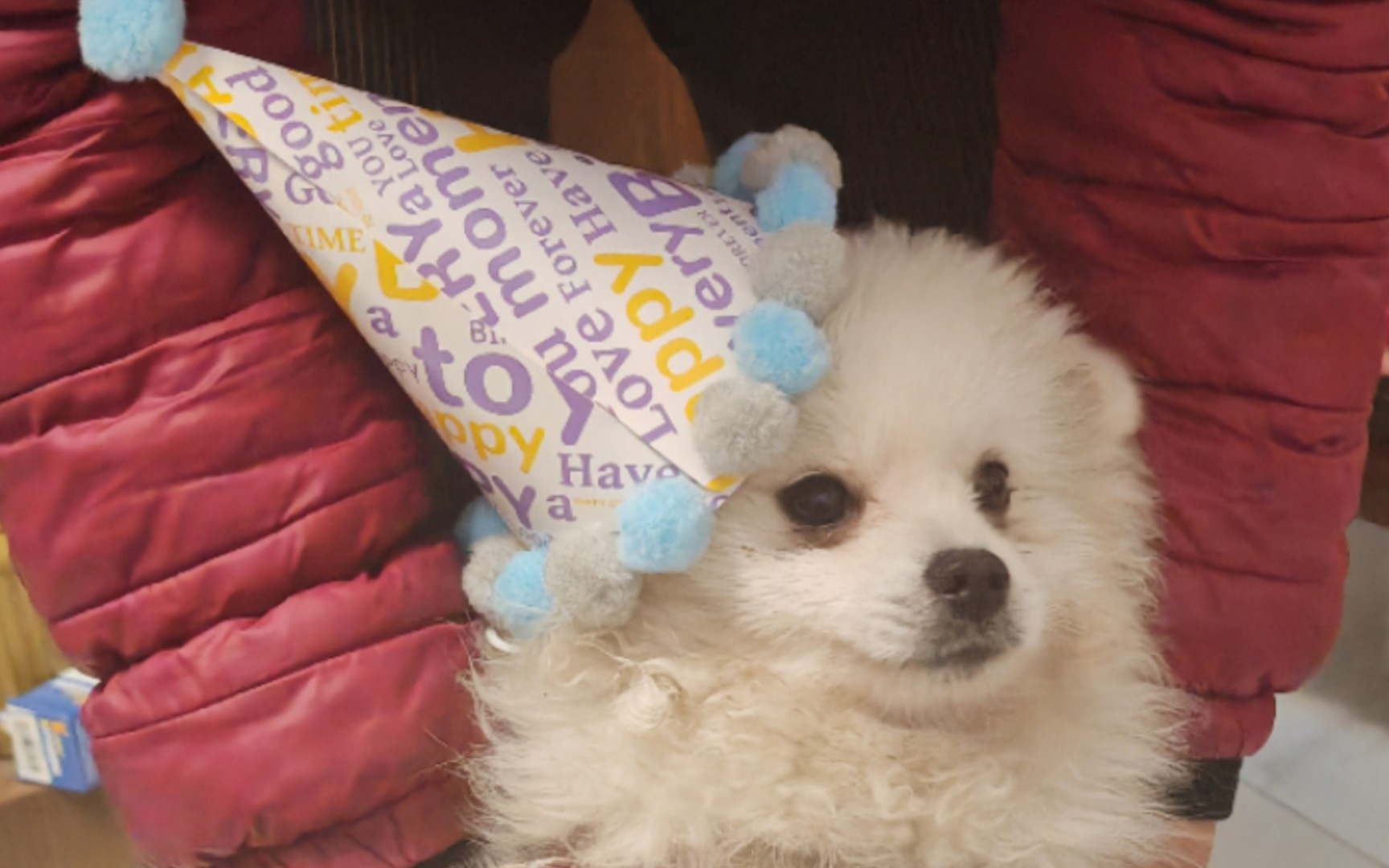 糯米狗生最大目标:拔河过这个围裙