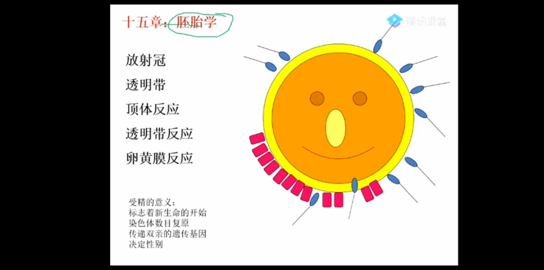 同卵双胞胎和异卵双胞胎的形成哔哩哔哩bilibili