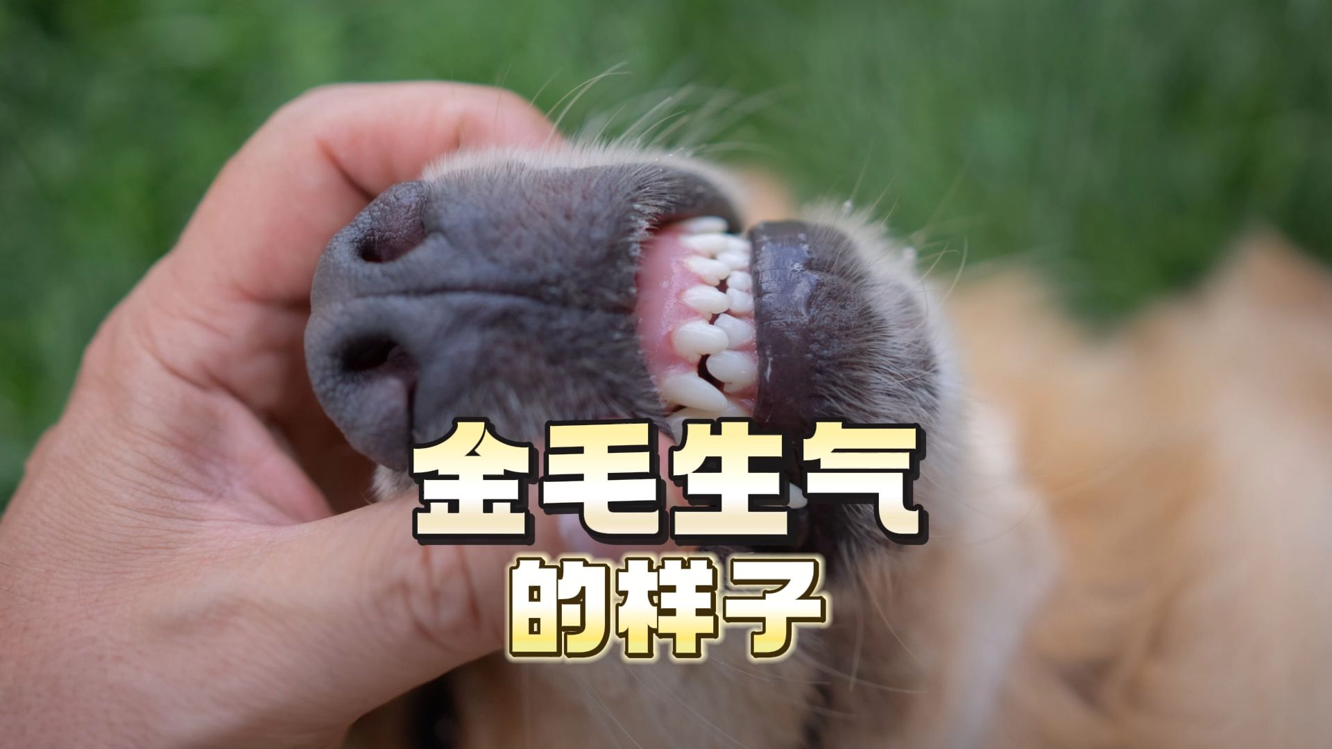 金毛生气的样子,你见过吗?