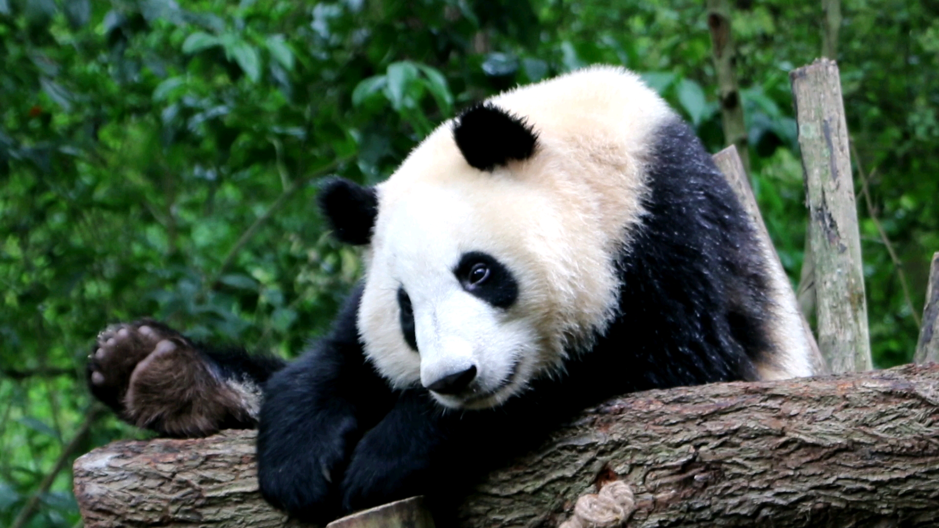 小叶子的慢生活!【大熊猫和叶】