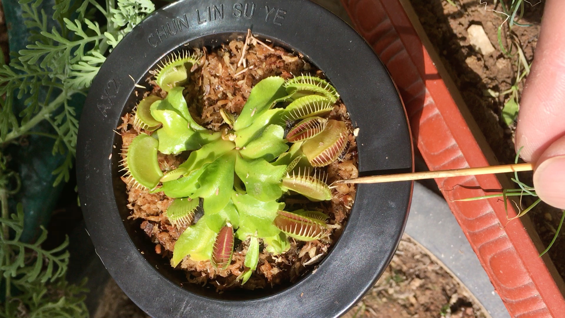 捕蝇草 红龙捕_哔哩哔哩 (゜-゜)つロ 干杯~-bilibili