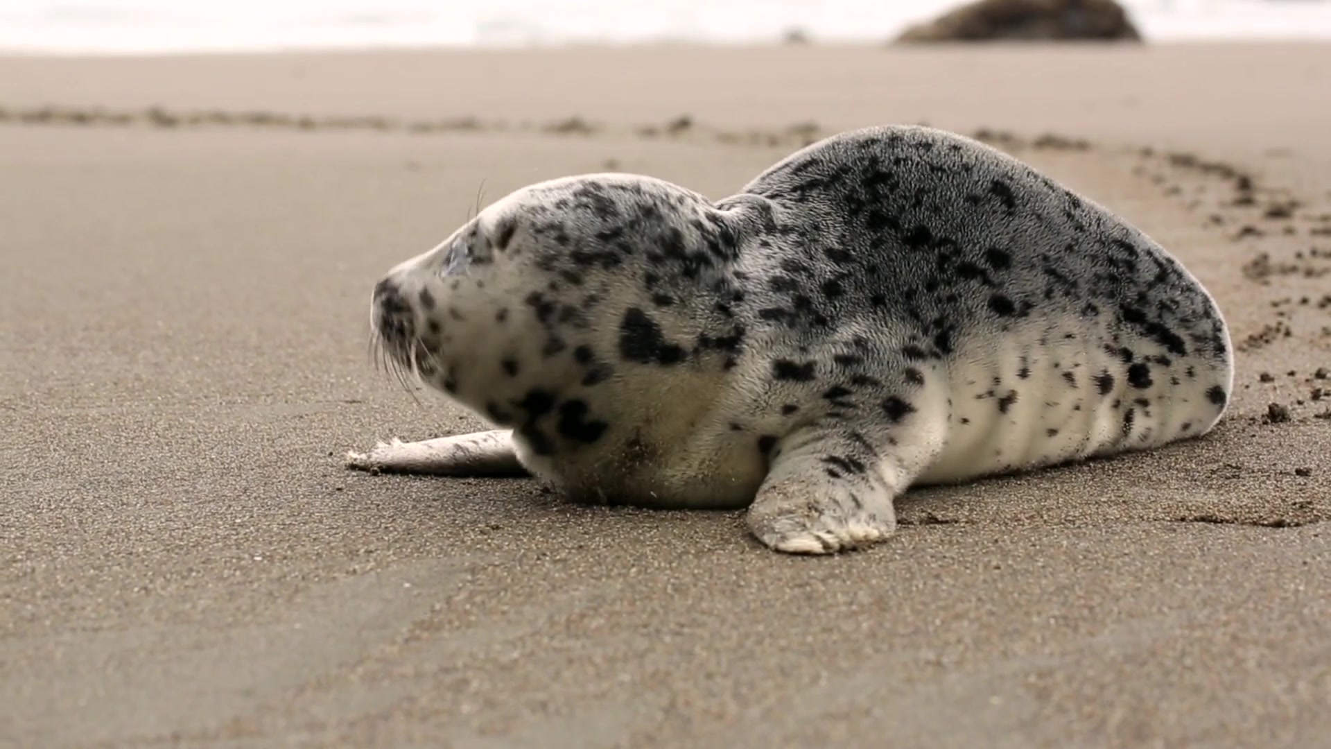【小海豹】好蠢萌的小海豹,爱死了!