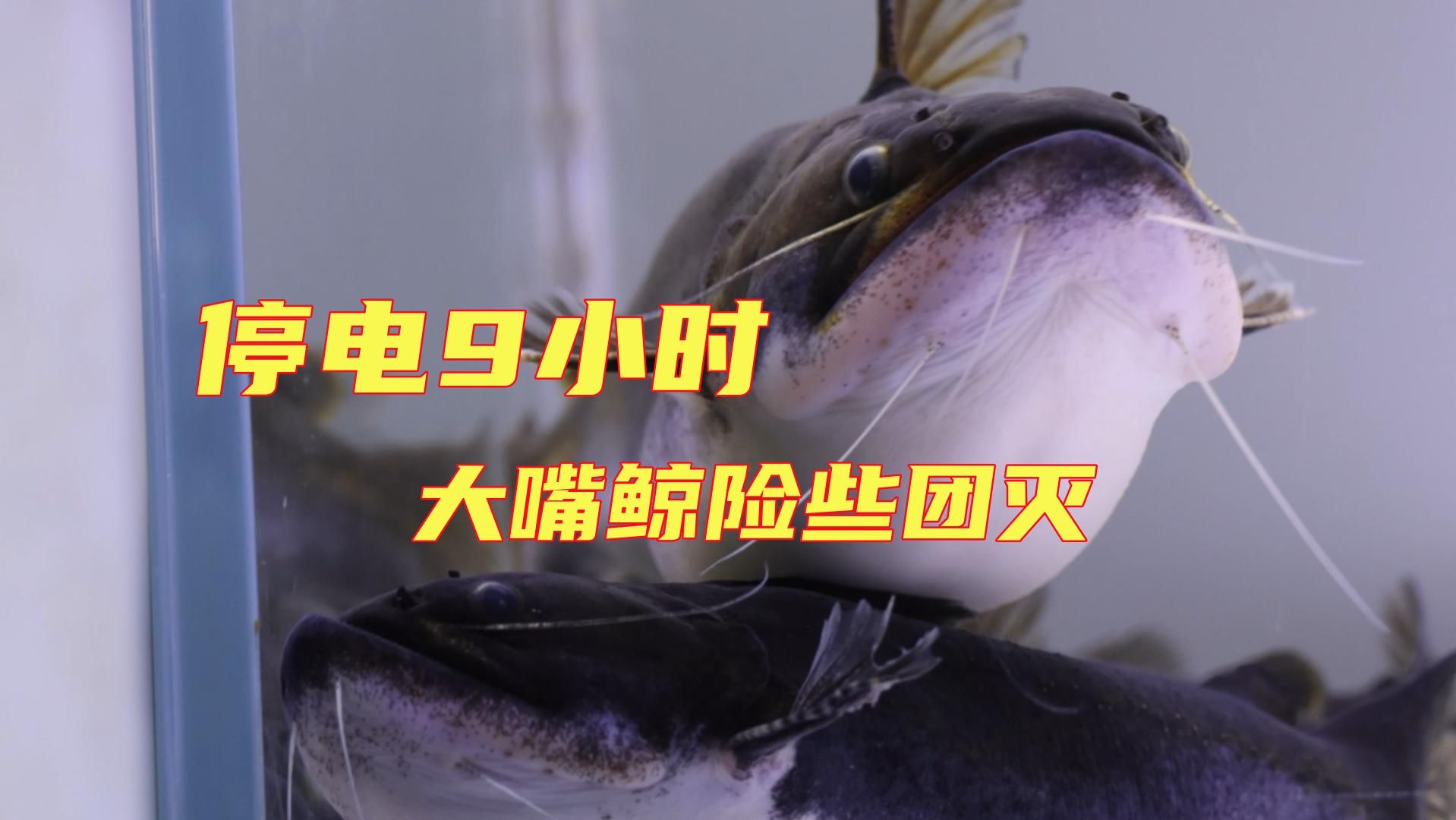 停电9个小时,鱼房毁灭性的灾难,大嘴鲸险些团灭!