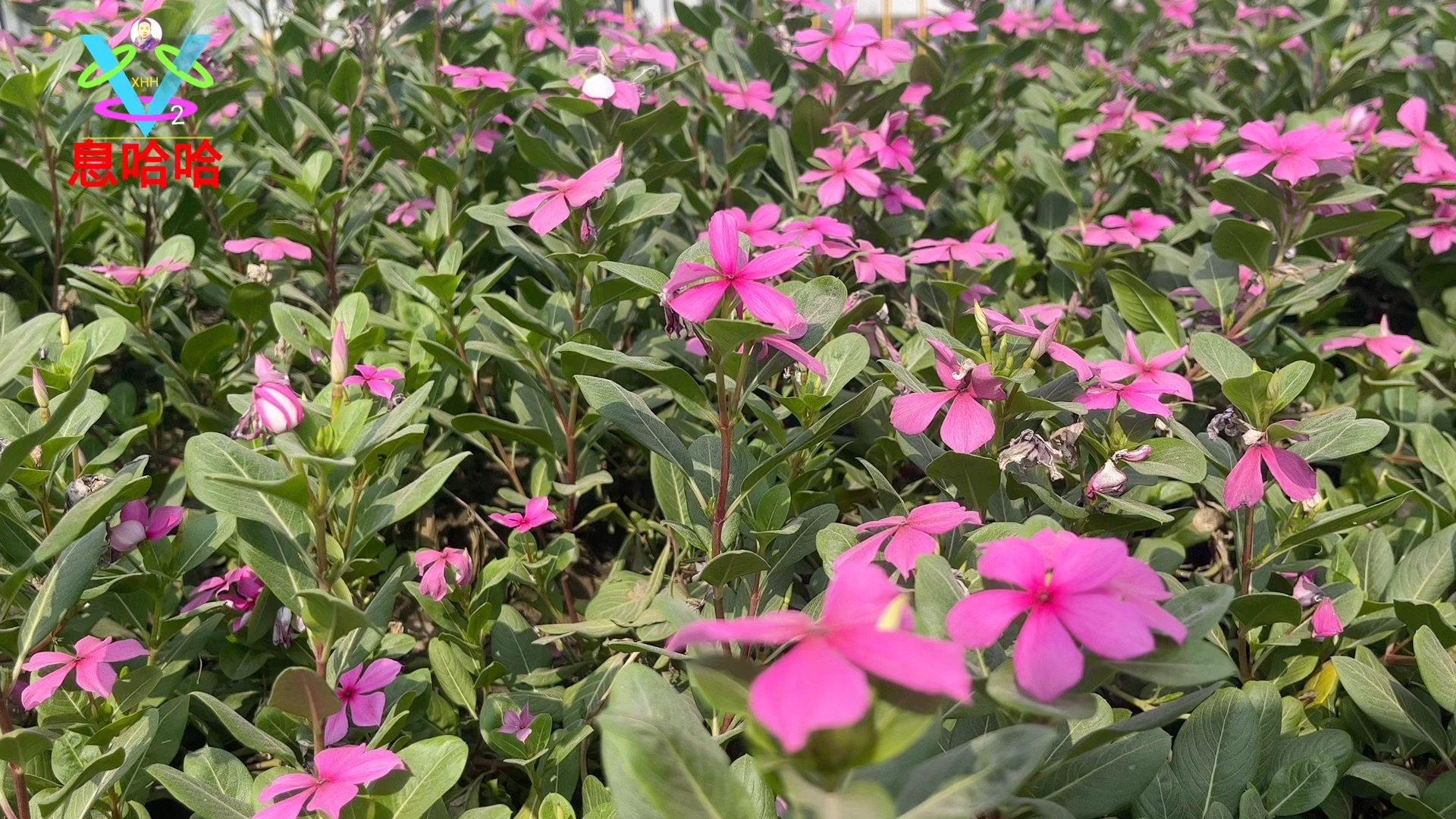 [图]赏花听歌 一首《到底谁在孝敬谁》歌曲展播 百花盛开