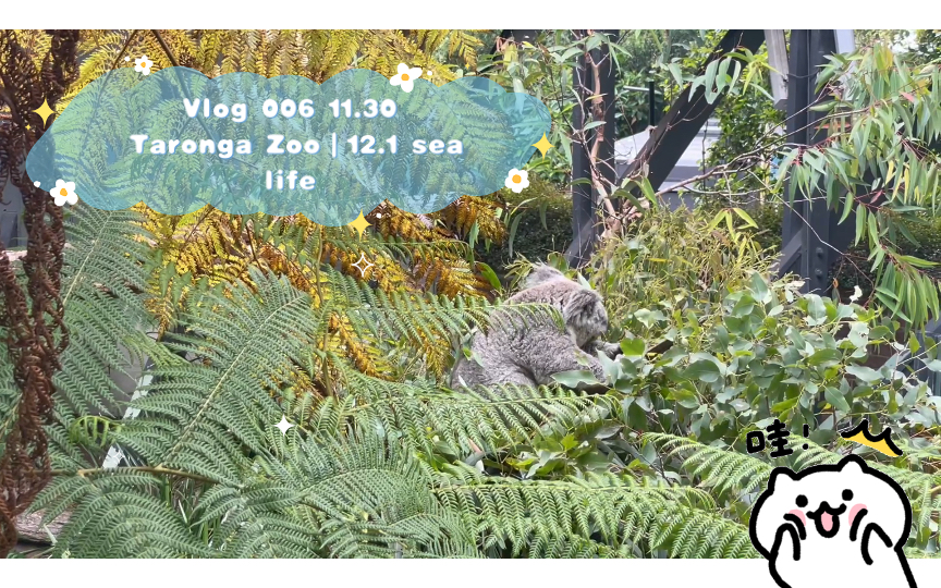 Vlog 006 11.30 Taronga Zoo|12.1 sea life哔哩哔哩bilibili