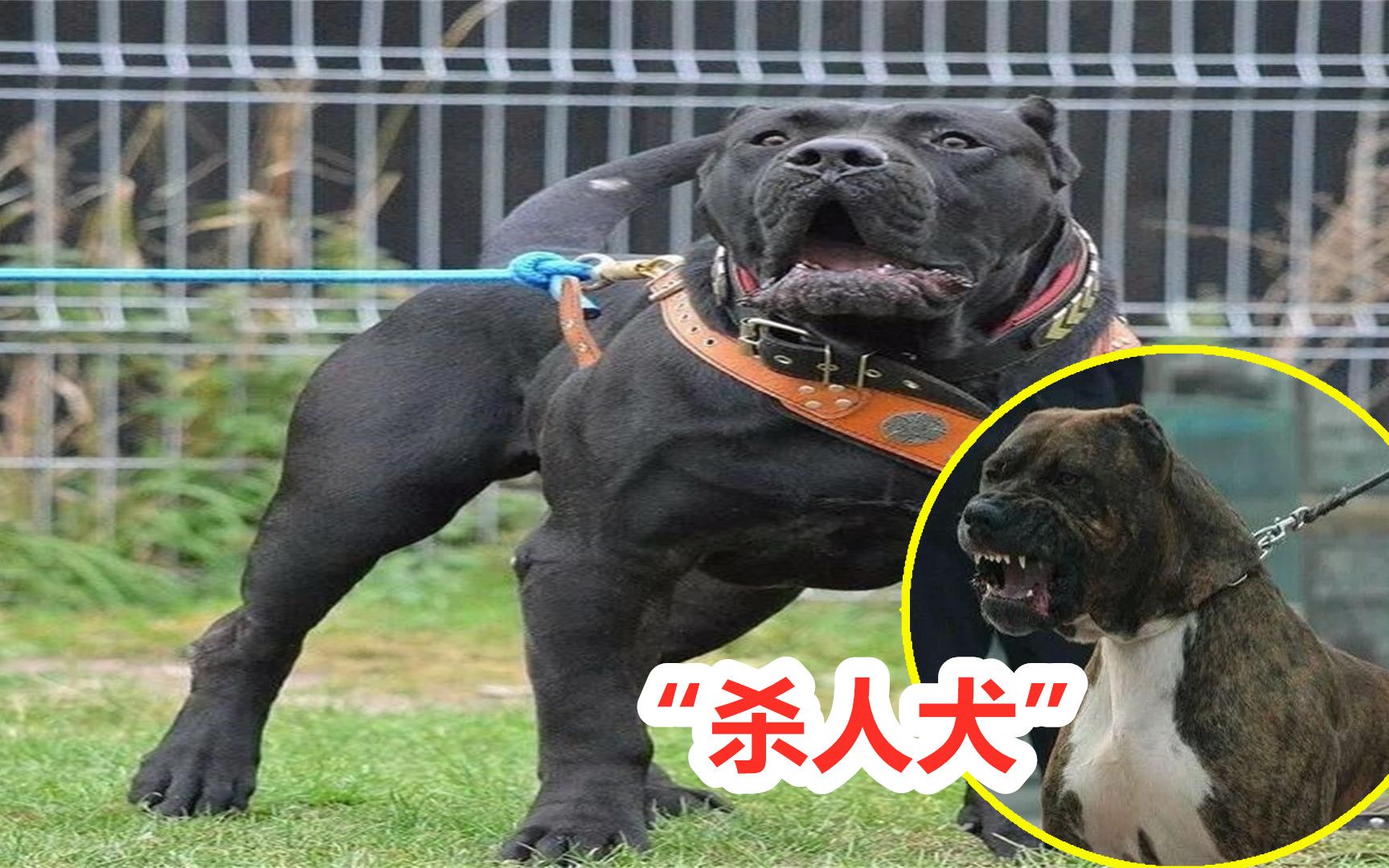 号称“杀人犬”巨型斗犬搭配英国獒后诞生了,第一恶犬加纳利犬哔哩哔哩bilibili