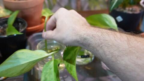 刚下的雨水 能达到 纯净水 的级别吗 园艺人测量一下 哔哩哔哩 Bilibili