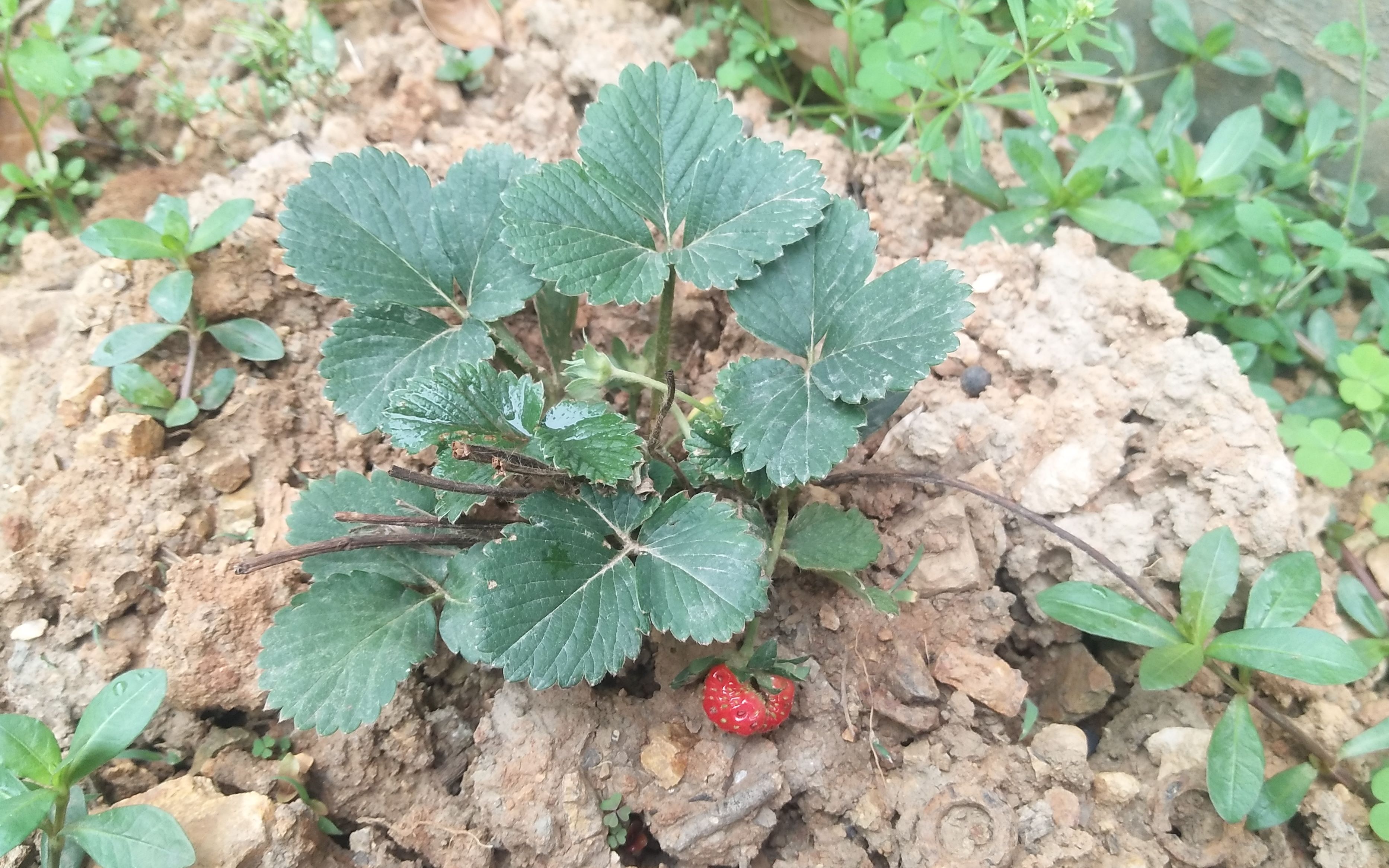 苦等一月草莓終於結果up豬食用後美瘋