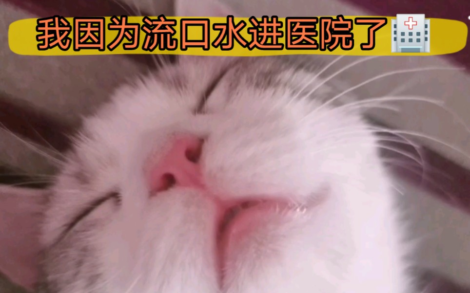 [图]【猫咪vlog】因为流口水上医院我不会说话请主人多关心关心我