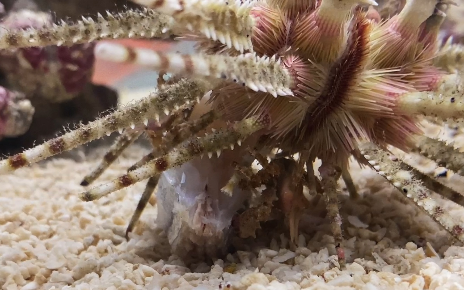 【棒棘锯头帕】海胆和它的共生蟹在大口吃带鱼