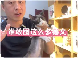 Download Video: 一屋子全是德文卷毛猫，这里有你们喜欢的么？