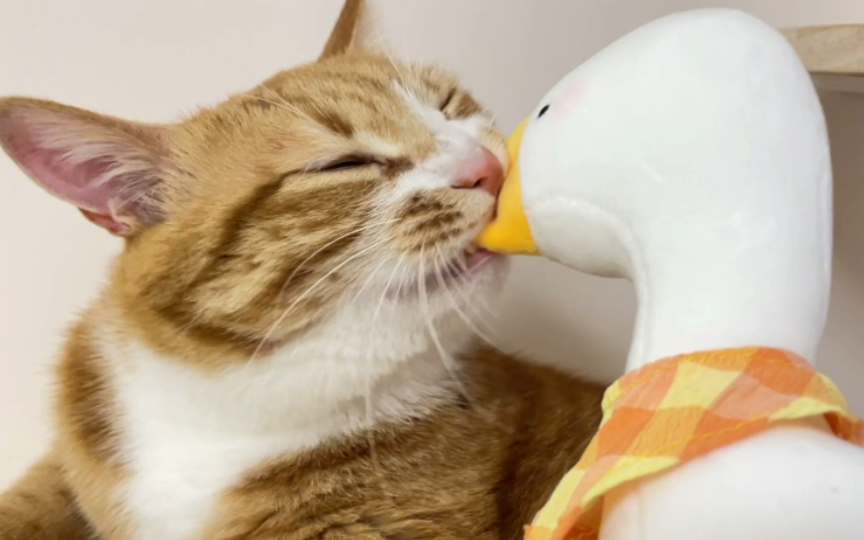 鹅:讨厌没有边界感的小猫咪