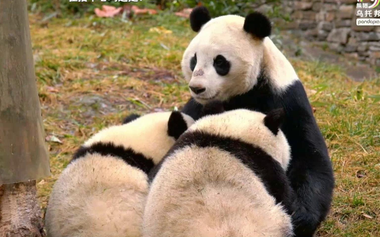 大熊猫冰冰家族图片