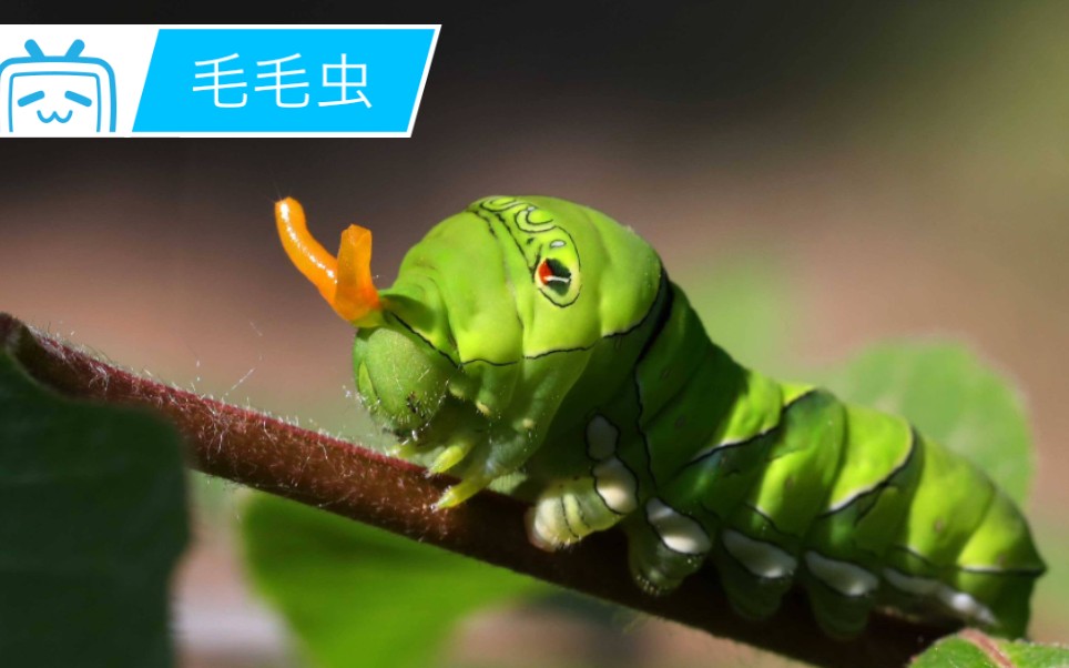 【极美的生物系列038-毛毛虫】柑橘凤蝶蜕变之路(非常适合给小孩子科
