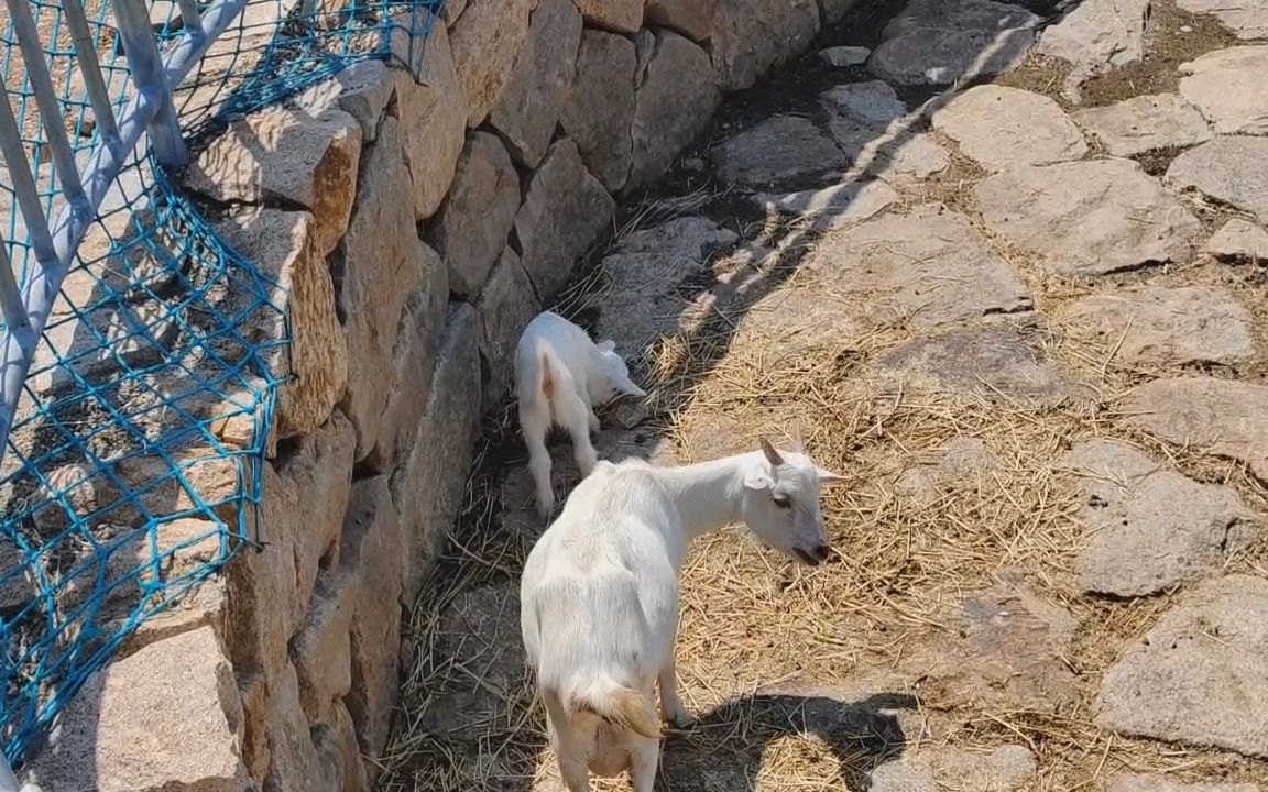 [图]辰山植物园出现羊咩咩🐏