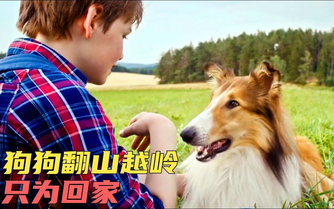 狗狗狂奔800公里只为寻回到主人身边,感人电影《新灵犬莱西》