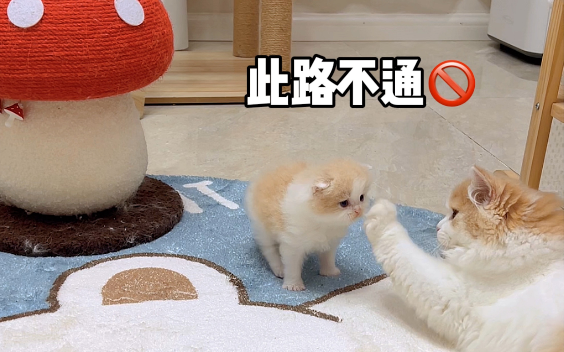 给我家小奶猫找了一个后妈 但愿靠谱哔哩哔哩bilibili