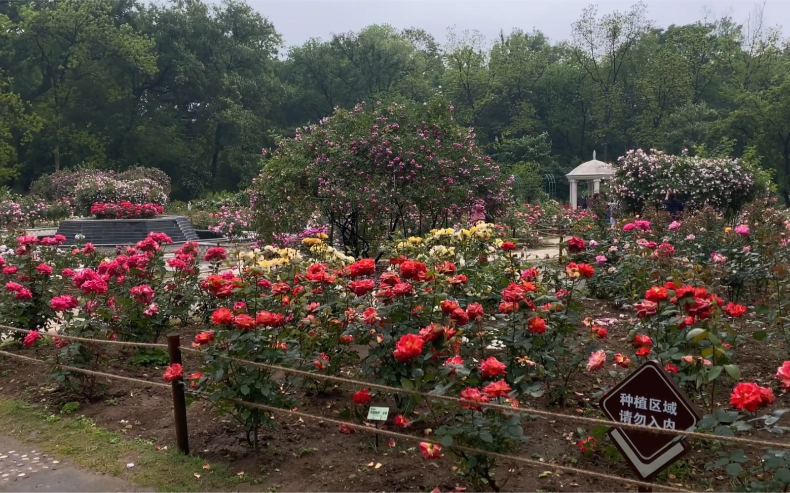 【孤舟幽梦】南京见闻(三)中山植物园 蔷薇园