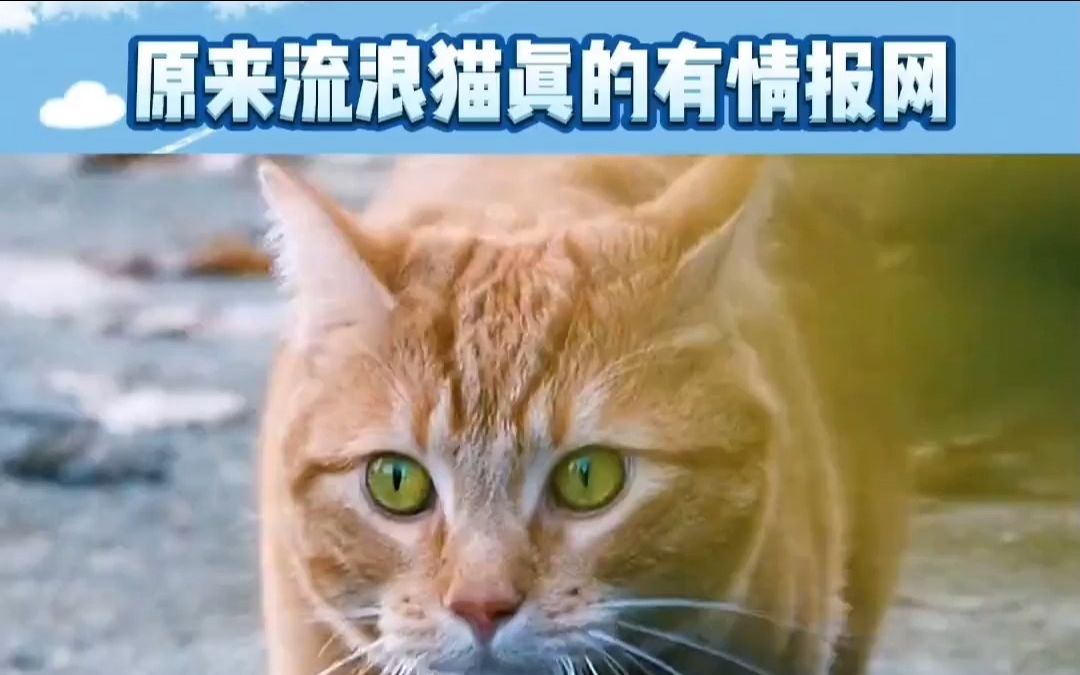 会不会是因为猫届也有赏金猎猫的存在,罐头就是他们的赏金哔哩哔哩bilibili