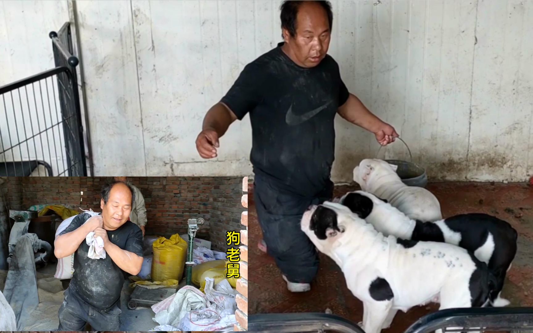 救助的流浪狗过多,由于狗粮短缺,老舅给斗牛们煮玉米面粥吃_哔哩哔哩