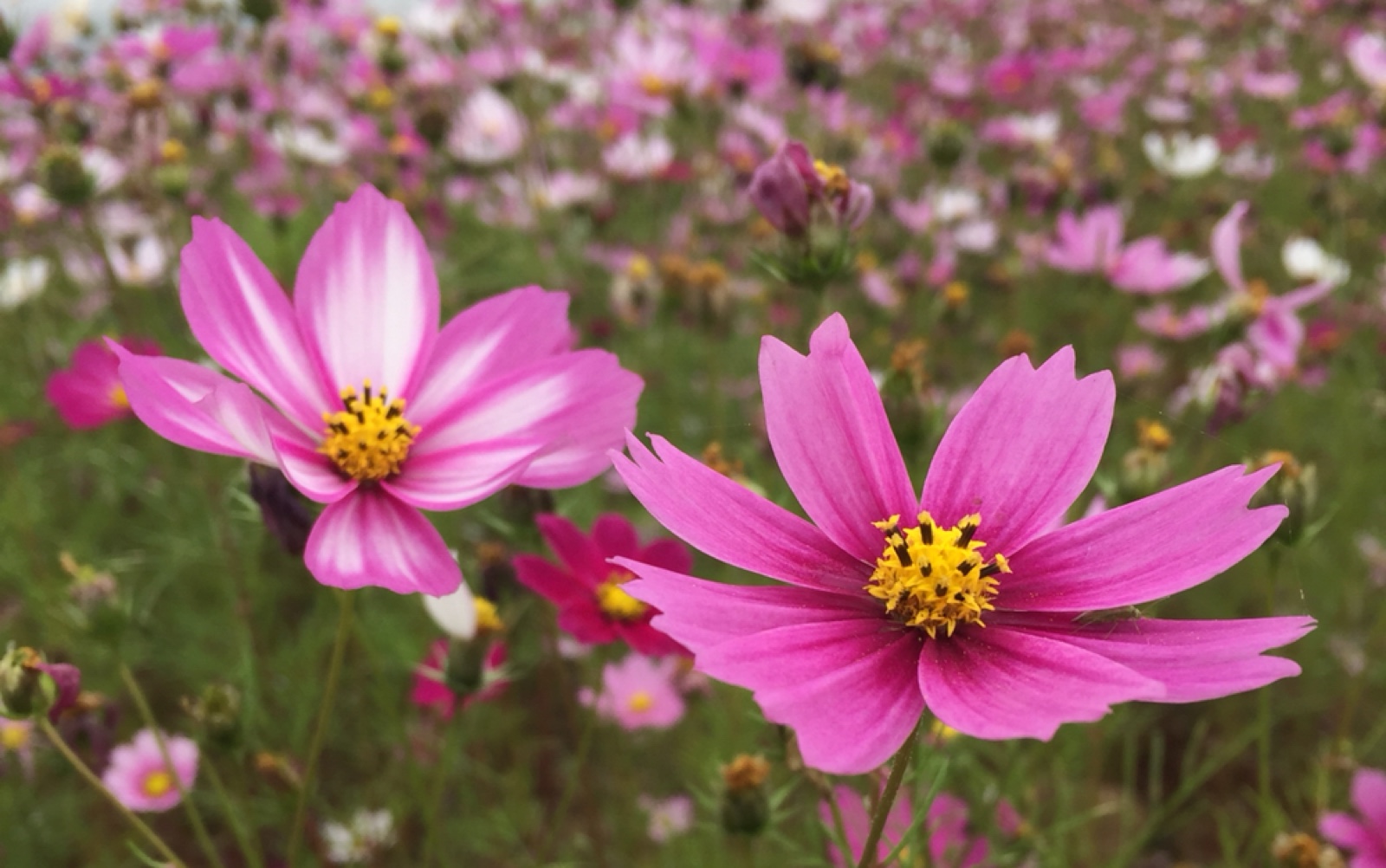 每日一更【格桑花花海】