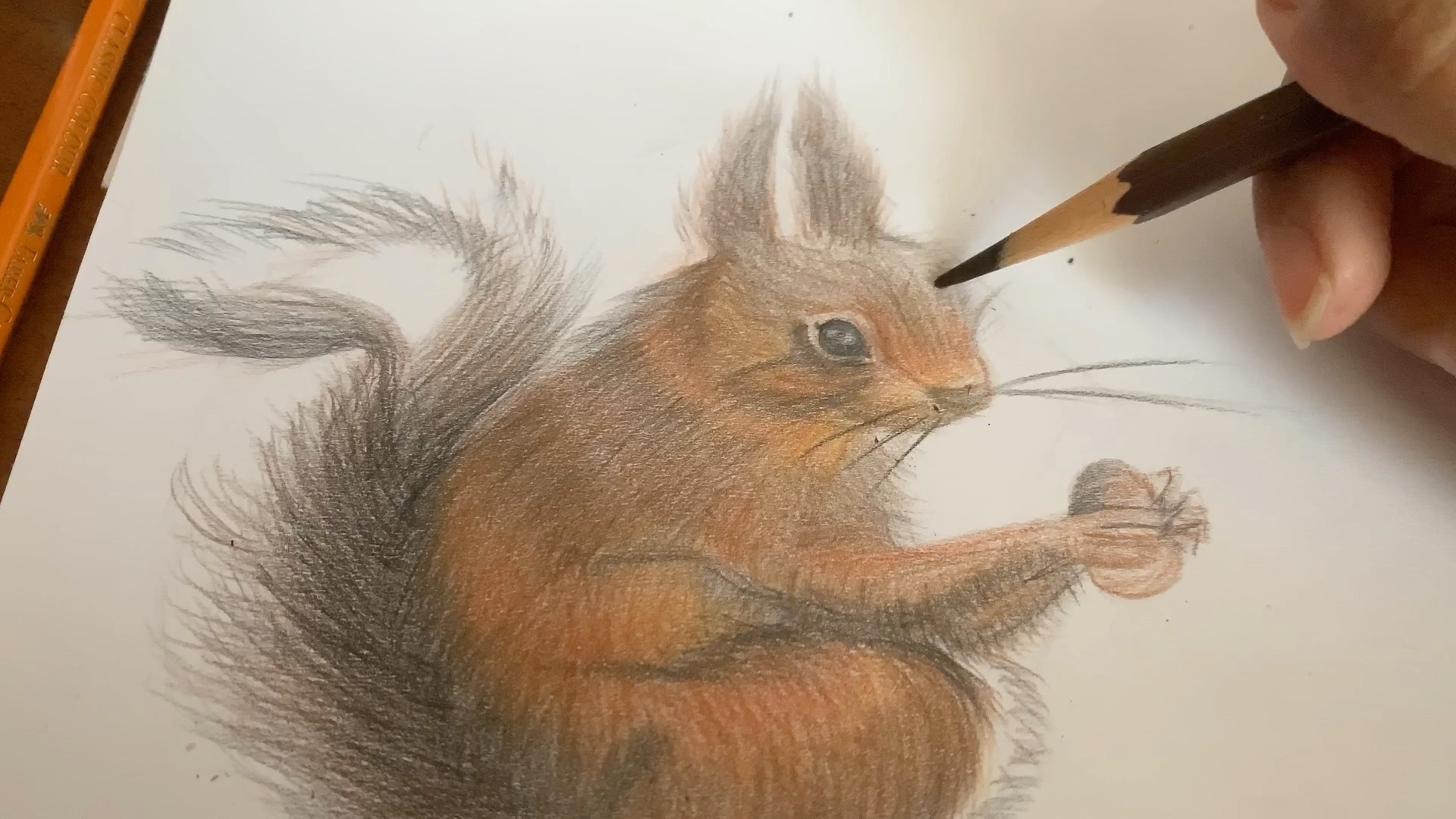 彩铅画 小松鼠 吃松果