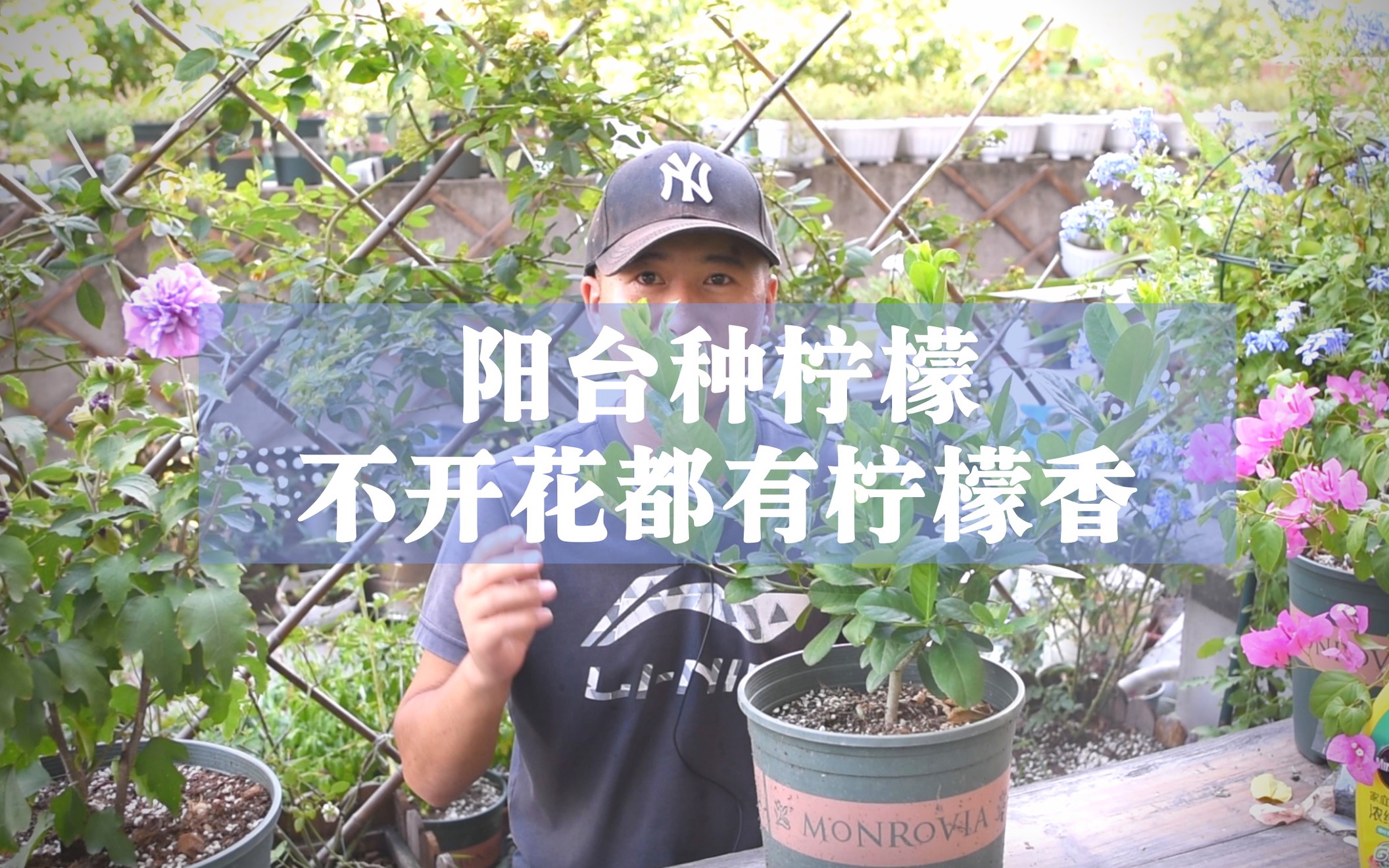 柠檬是非常适合阳台种植的一款果树,在南方可以全年开花结果.就算它还没开花,叶子都有一股柠檬的清香.哔哩哔哩bilibili