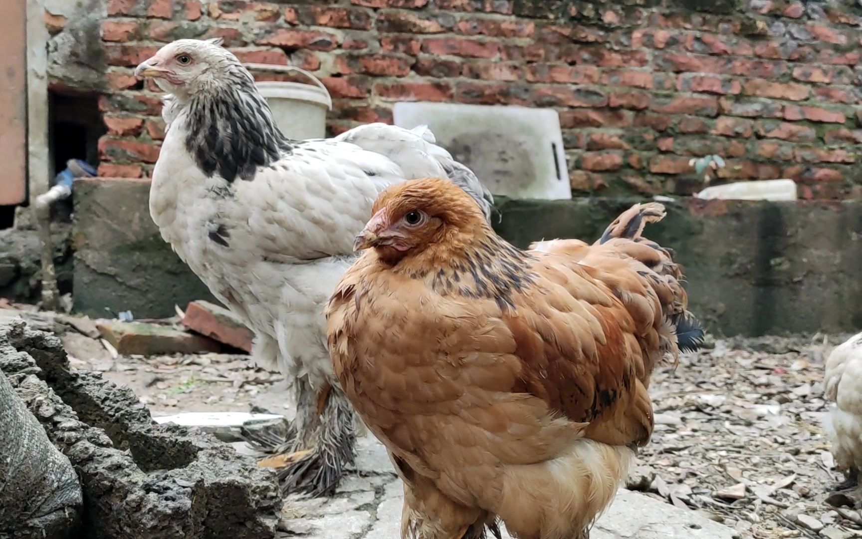 今天近距离看一看表哥养的长毛鸡,听网友说是婆罗门鸡,很奇特