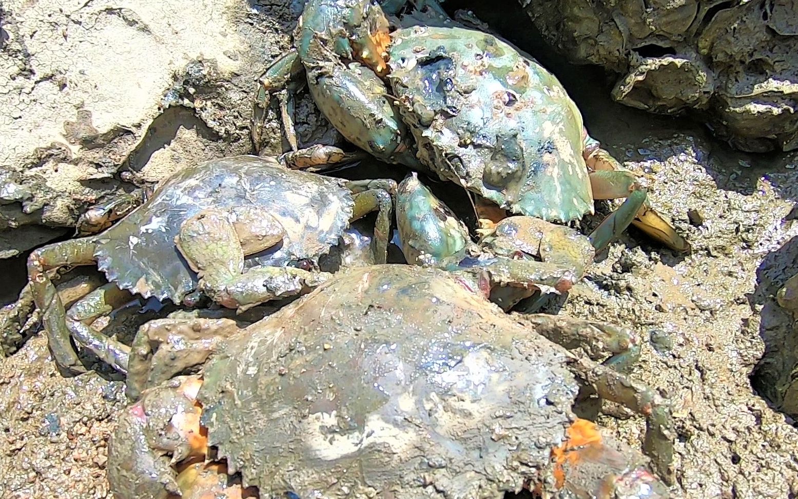 螃蟹聚集排水沟守着养殖户排出来的鱼虾吃越吃越肥阿彬抓爽了